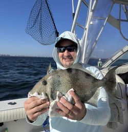 Grey Triggerfish fishing in NY