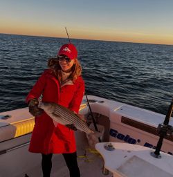 Striped bass fishing in NY