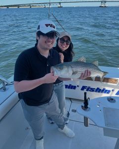 Striped bass caught while fishing in NY