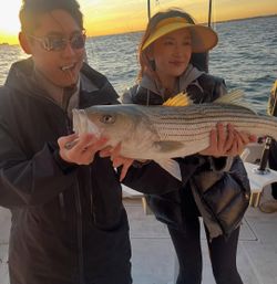 Striped bass caught while fishing in NY