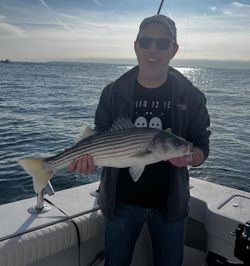 Striped bass caught while fishing in NY