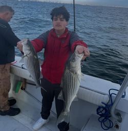 Two striped bass caught while fishing in NY