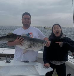 Striped bass caught in New York City