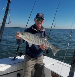 Striped bass caught in New York City