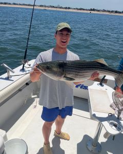 Striped bass caught while fishing in New York City