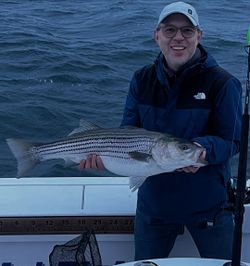 Striped bass caught in New York City