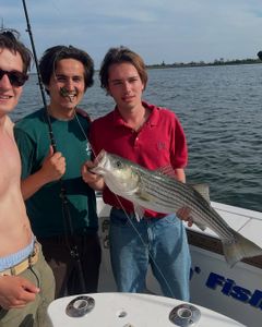 Striped bass caught in NY