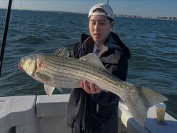 Striped bass caught while fishing in NY