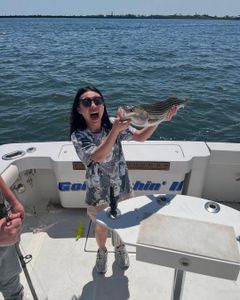 Striped bass caught fishing in New York City
