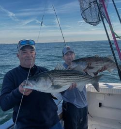 Two striped bass caught by anglers in New York City