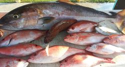 7 fish caught during FL fishing tour