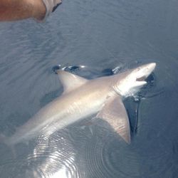 Blacktip shark fishing in FL