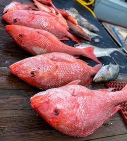 3 fish caught on fishing tour in FL