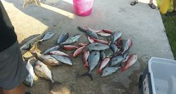 3 fish caught on fishing tour in FL