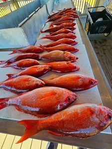 Four fish caught in Jacksonville, Florida during a fishing tour