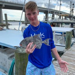 Grey Triggerfish caught while fishing in Jacksonville