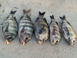 Five sheepshead fish arranged on sandy beach in Port Orange Florida
