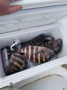 Fresh caught sheepshead fish in white cooler from Port Orange FL fishing trip