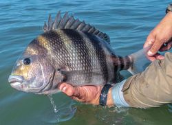 Sheepshead fish being held over water during fishing trip in Port Orange FL