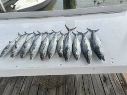 Fresh caught Spanish Mackerel and King Mackerel lined up on boat deck at Fort Morgan AL