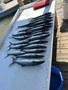 Fresh caught Pacific Sierra and Spanish Mackerel laid out on boat deck in Fort Morgan Alabama