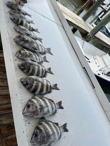 Fresh caught sheepshead fish lined up on boat deck at Fort Morgan AL