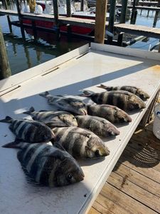 Nine fresh caught sheepshead fish arranged on boat cleaning station at Fort Morgan AL marina