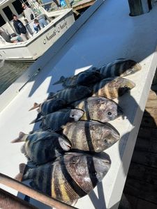 Fresh caught sheepshead fish displayed on boat deck after successful fishing trip in Fort Morgan Alabama
