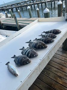 Fresh caught sheepshead and squeteague fish lined up on boat deck at Fort Morgan Alabama marina