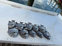 Ten spadefish caught fishing in Fort Morgan Alabama laid out on boat deck