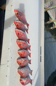 Seven red snapper fish lined up in cooler after fishing trip in Fort Morgan Alabama