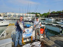 Two Chinook Salmon, 17 inches long, caught during cruises and fishing in Port Washington
