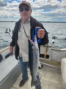 Coho salmon caught during fishing charter in Port Washington WI