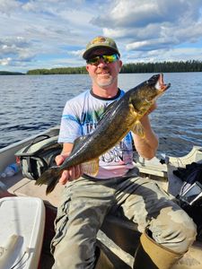 Freshly caught walleye held on fishing boat in Port Washington WI waters