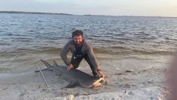Bull shark catch on beach in Sanibel FL with measuring tape