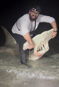 Large shark caught during night fishing in Sanibel FL waters