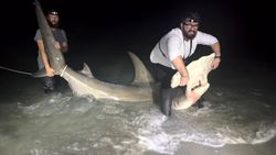 Night fishing scene in Sanibel FL with large shark catch in shallow water