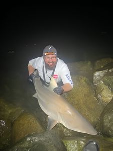 Blacktip shark catch in Sanibel FL waters at night