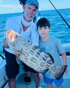 Black Grouper fish caught while fishing in FL
