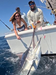 Blue marlin being released from fishing boat in Islamorada FL waters