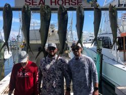 Seven big fish caught at Islamorada while fishing