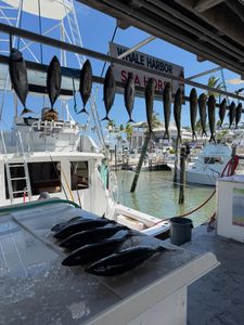 Fresh caught blackfin tuna, skipjack tuna, and mahi mahi displayed on fishing boat deck at Whale Harbor marina in Islamorada, Florida