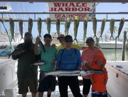 14 Greater Amberjack fish, 38 inches long, caught in FL