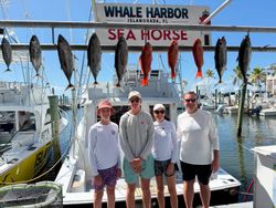 7 little tunny and blackfin tuna caught in FL