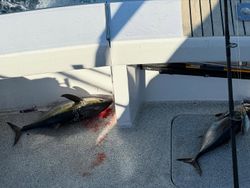 Two fishing rods on the shore in Florida