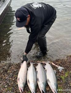 4 coho salmon and pink salmon in Alaska