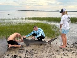 Teamwork with a giant bull shark!