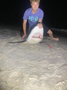 Huge bull shark landed at night!