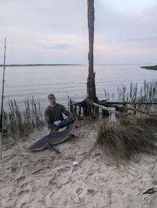 Blacktip Shark fishing at Shell Point Beach
