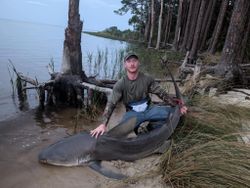 A fisherman holding a bull shark in the water in FL
